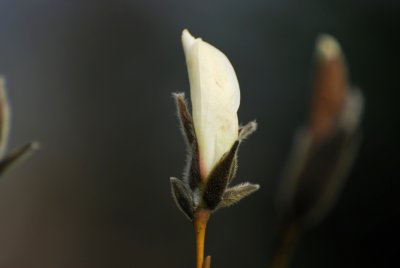 Magnolia hybr. 'Wadas Memory' - šácholan - pupen